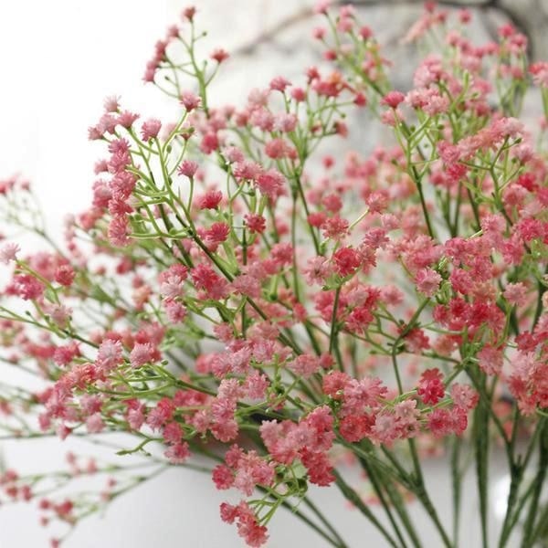 Babys Breath Foilage - Plants