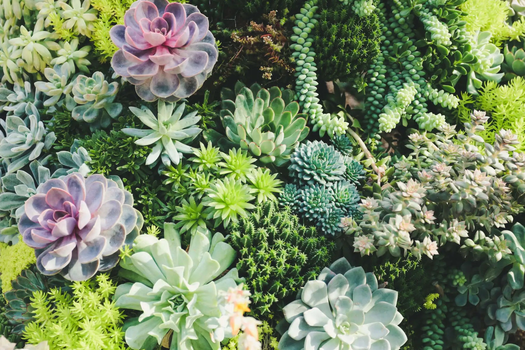 Artificial Succulents and Cacti Collection Fake Plants Simulated by Arcane Trail