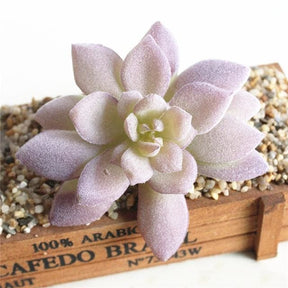 Lilac artificial succulent rosette with pale pointed leaves and a short stem.