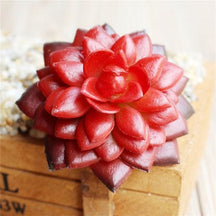 Deep red artificial succulent with rounded glossy leaves arranged in a rosette.