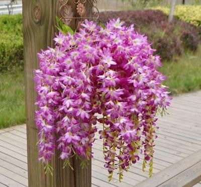 Hanging Wisteria Flowers - Plants