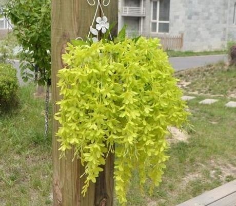 Hanging Wisteria Flowers - Plants