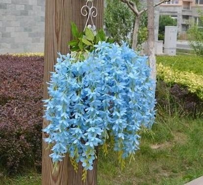 Hanging Wisteria Flowers - Plants