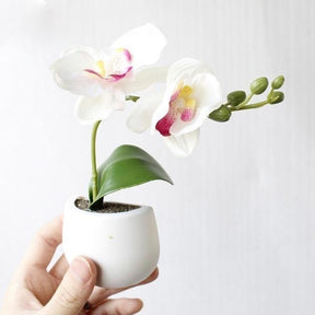 3D Artificial Orchid Fridge Magnet Magnetic Simulation Plants Planter Pots Flowers by Arcane Trail